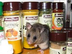 Pygmy possum in Illawong kitchen, in front of a row of spice jars